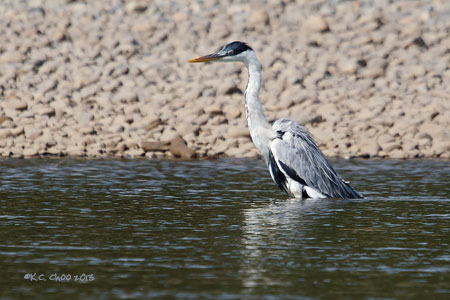 Cocoi Heron
