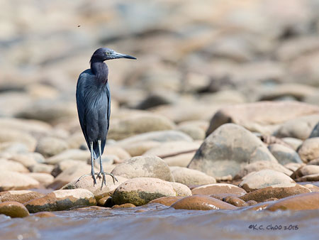 Little Blue Heron