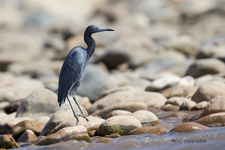 Little Blue Heron