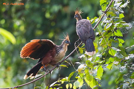 Hoatzin