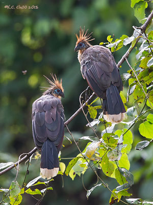 Hoatzin