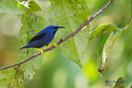 Purple Honeycreeper
