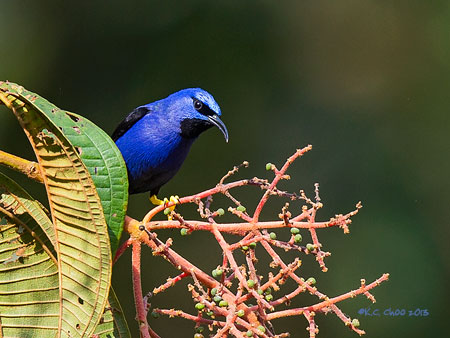 Purple Honeycreeper