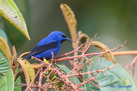 Purple Honeycreeper