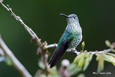 Many-spotted Hummingbird