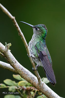 Many-spotted Hummingbird