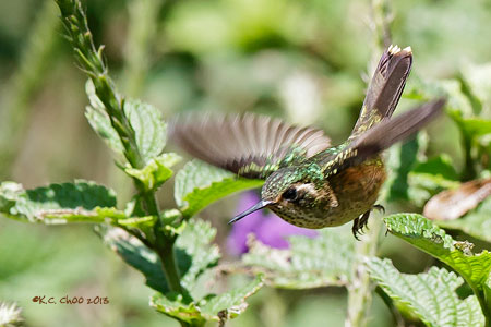 Speckled Hummingbird