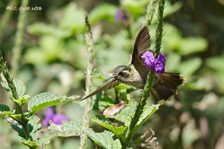Speckled Hummingbird