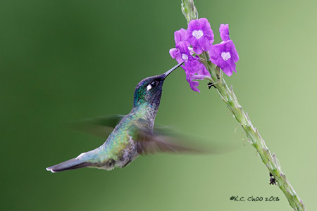 Violet-headed Hummingbird