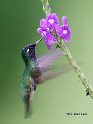 Violet-headed Hummingbird
