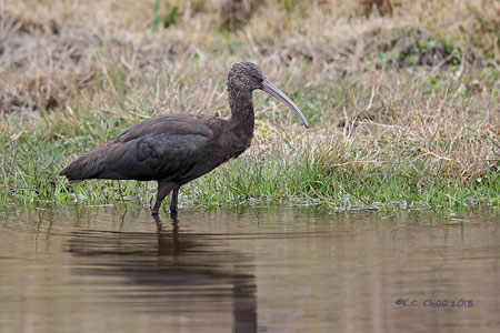 Puna Ibis