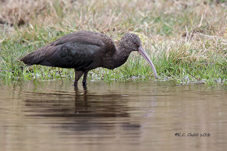 Puna Ibis