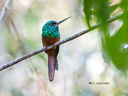 Bluish-fronted Jacamar