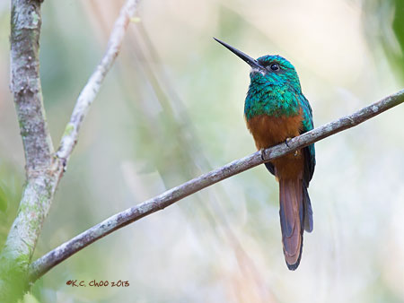 Bluish-fronted Jacamar
