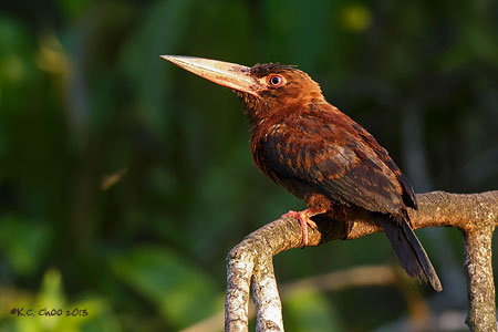 Purus Jacamar