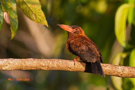 Purus Jacamar
