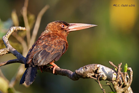 Purus Jacamar