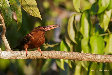 Purus Jacamar