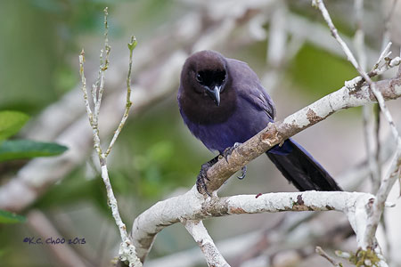 Purplish Jay