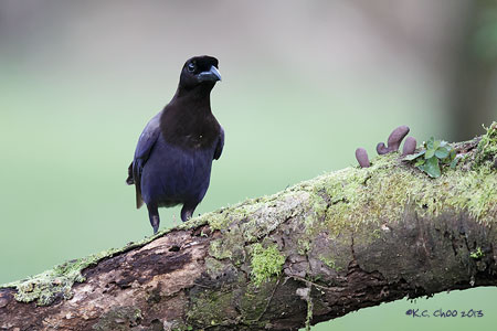 Purplish Jay