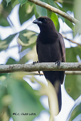 Purplish Jay