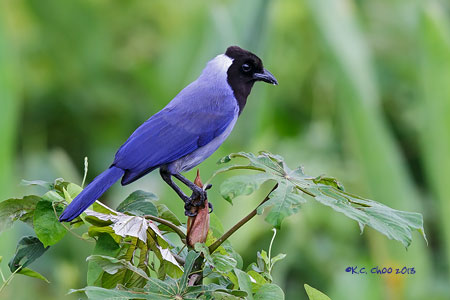 Violaceous Jay