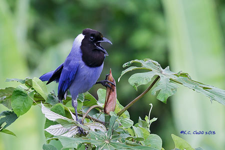 Violaceous Jay