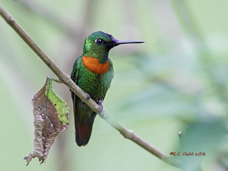 Gould's Jewelfront
