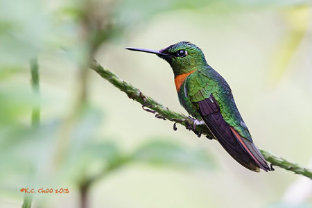 Gould's Jewelfront