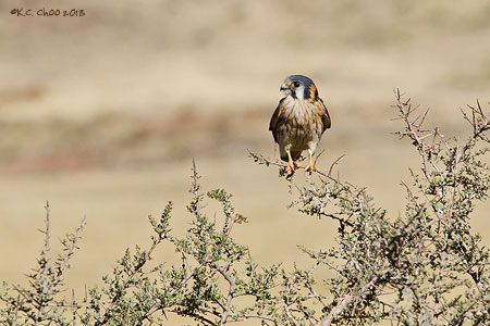 American Kestrel