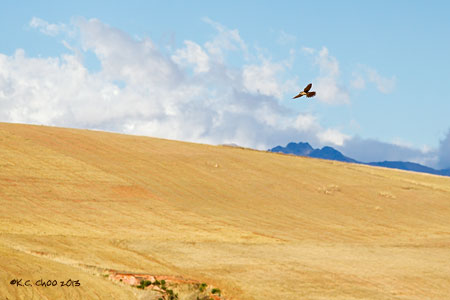 American Kestrel
