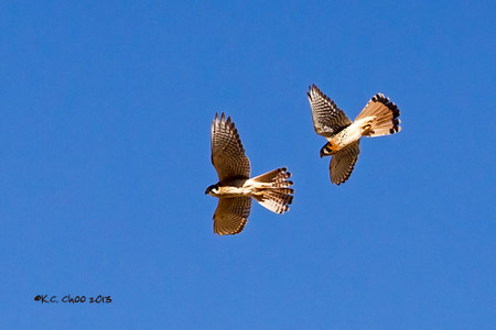 American Kestrel