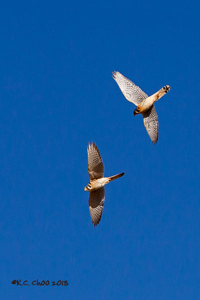 American Kestrel