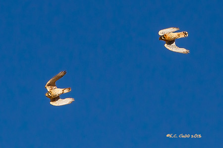 American Kestrel