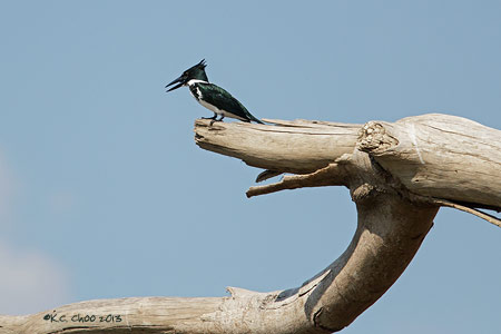 Amazon Kingfisher