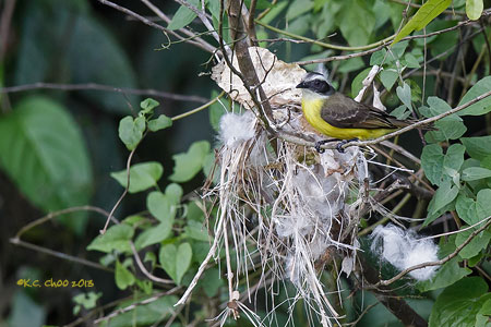 Lesser Kiskadee