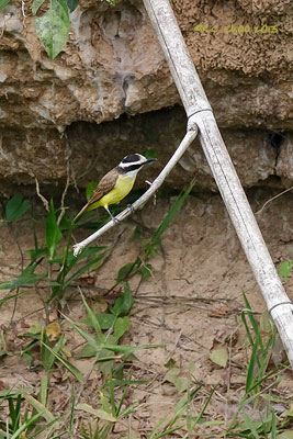 Lesser Kiskadee