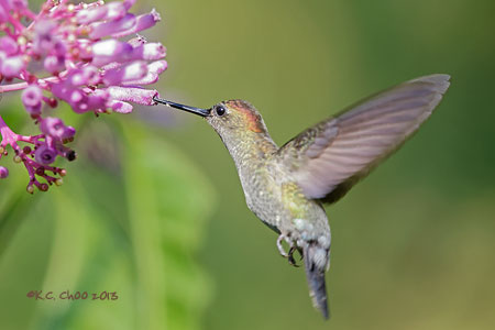 Blue-fronted Lancebill