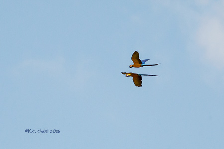 Blue & Yellow Macaw