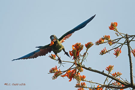 Chestnut-fronted Macaw