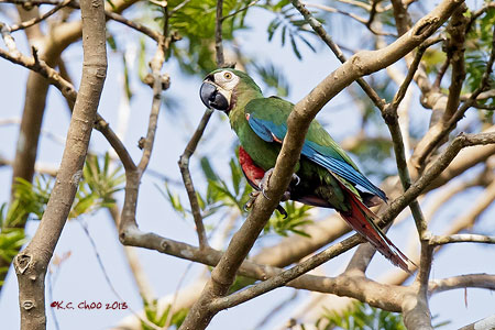 Chestnut-fronted Macaw