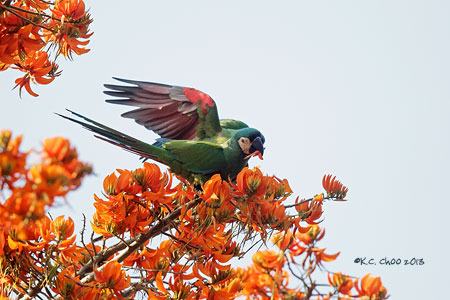 Chestnut-fronted Macaw