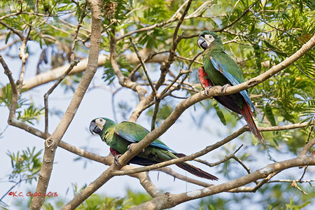 Chestnut-fronted Macaw