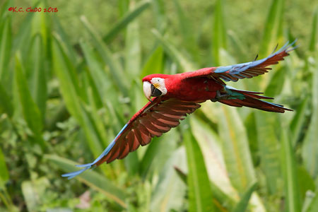 Red & Green Macaw