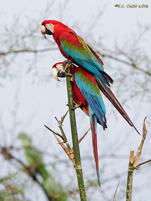 Red & Green Macaw