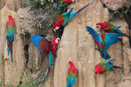 Red & Green Macaw