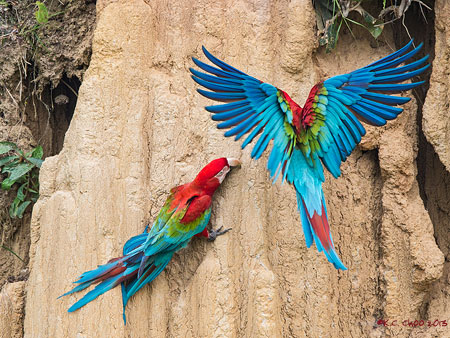 Red & Green Macaw