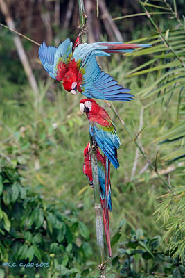 Red & Green Macaw