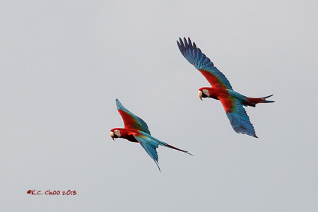 Red & Green Macaw