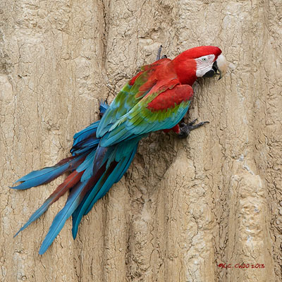 Red & Green Macaw